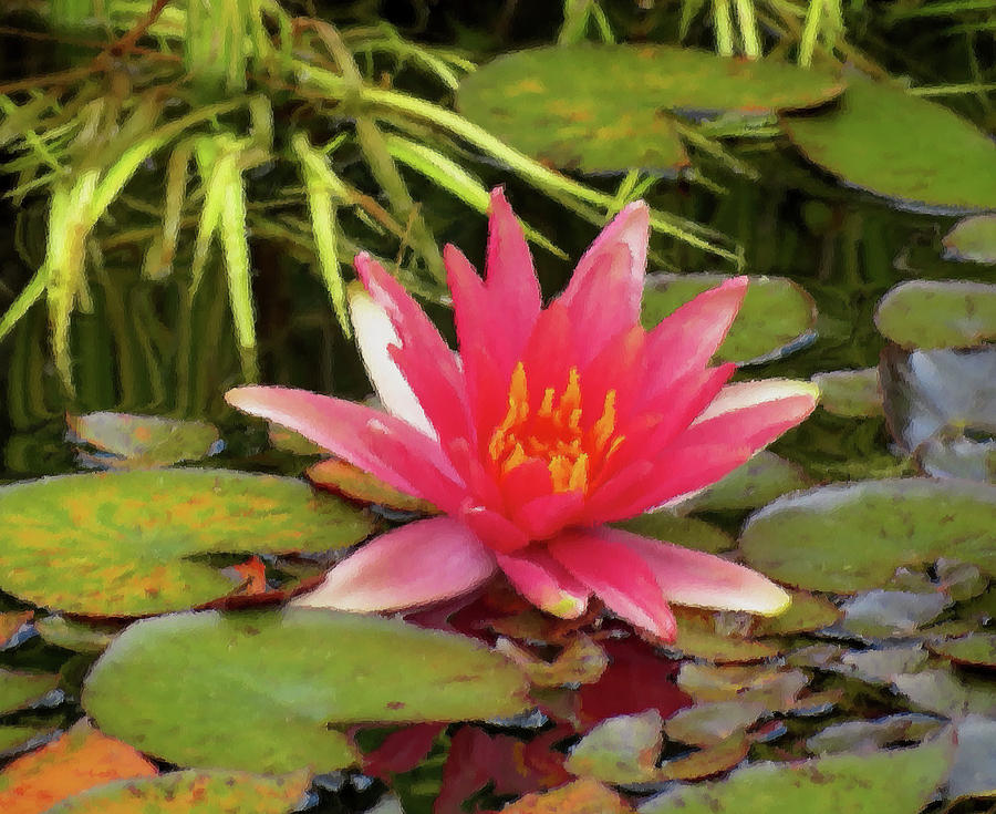 A Splash of Pink - Water Lily - Brush Strokes Photograph by MTBobbins Photography