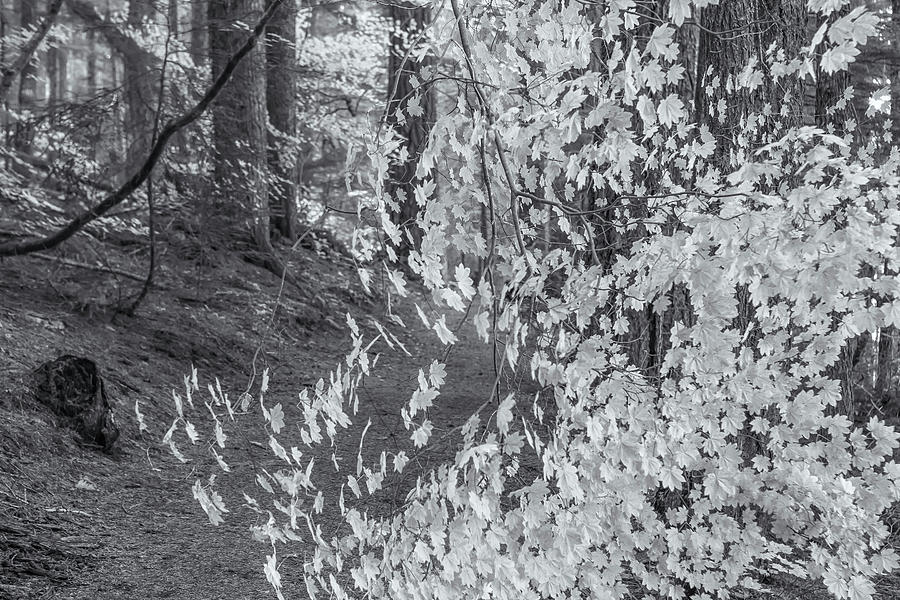 A Splay of Fall Leaves on a Forest Trail bw Photograph by Belinda Greb