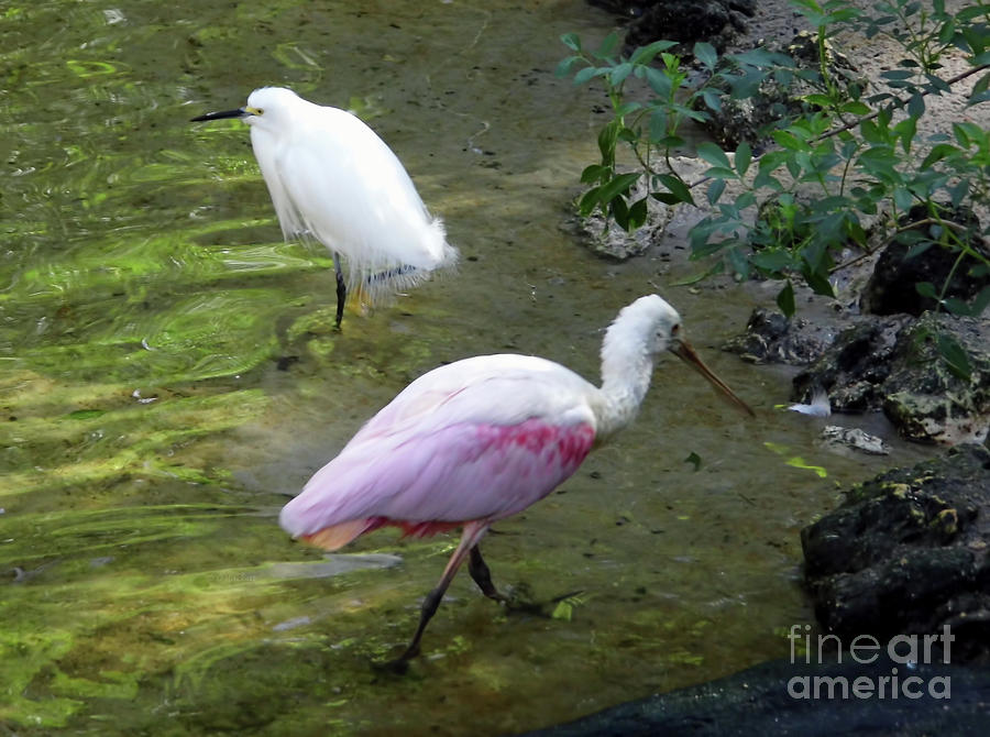 A Spoonbill And An Egret Photograph by D Hackett