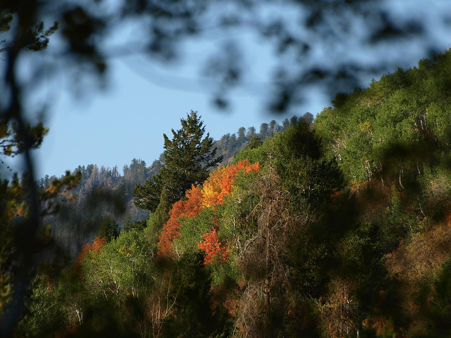A Spot Of Fall Photograph by DeeLon Merritt