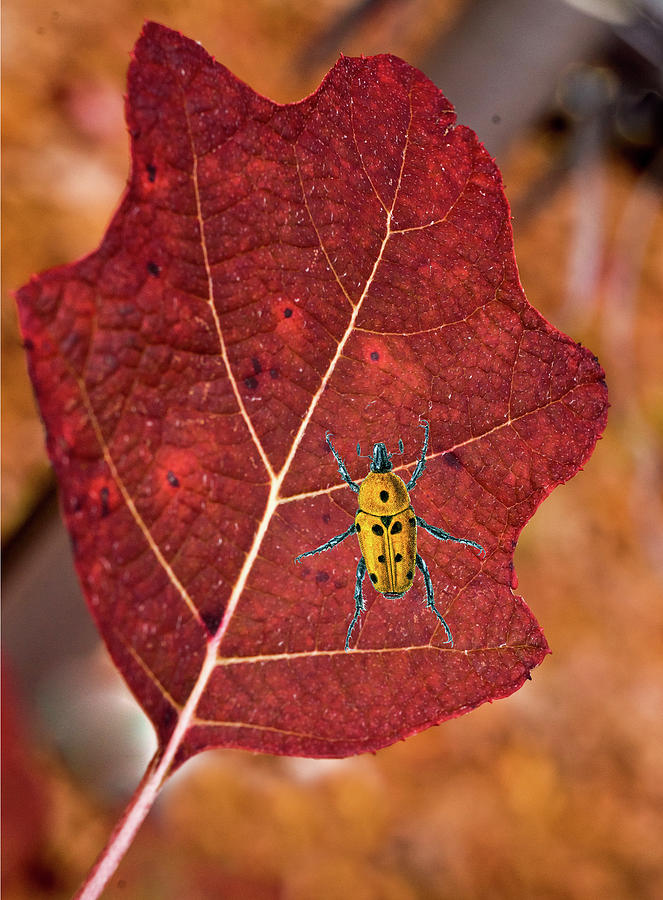 A Spot of Yellow on a Leaf Photograph by Douglas Barnett