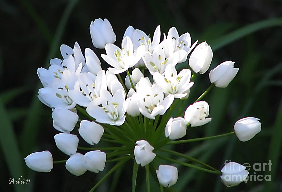 Wild Garlic Photograph - A Spray of Wild Onions by Felipe Adan Lerma