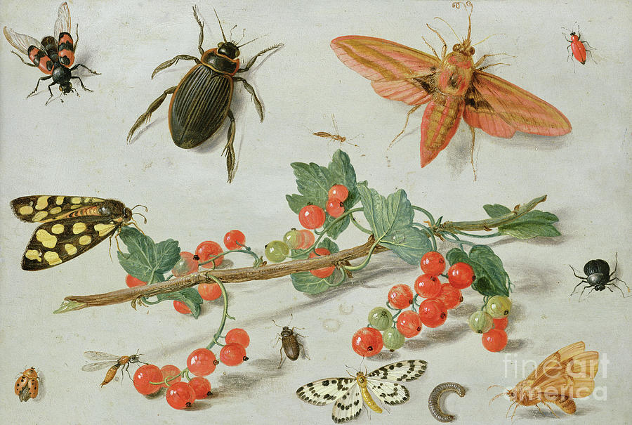 A sprig of redcurrants with an elephant hawk moth, a magpie moth and other insects, 1657 Painting by Jan Van Kessel