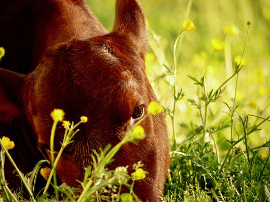 A Spring Calf Photograph by Rachel Morrison
