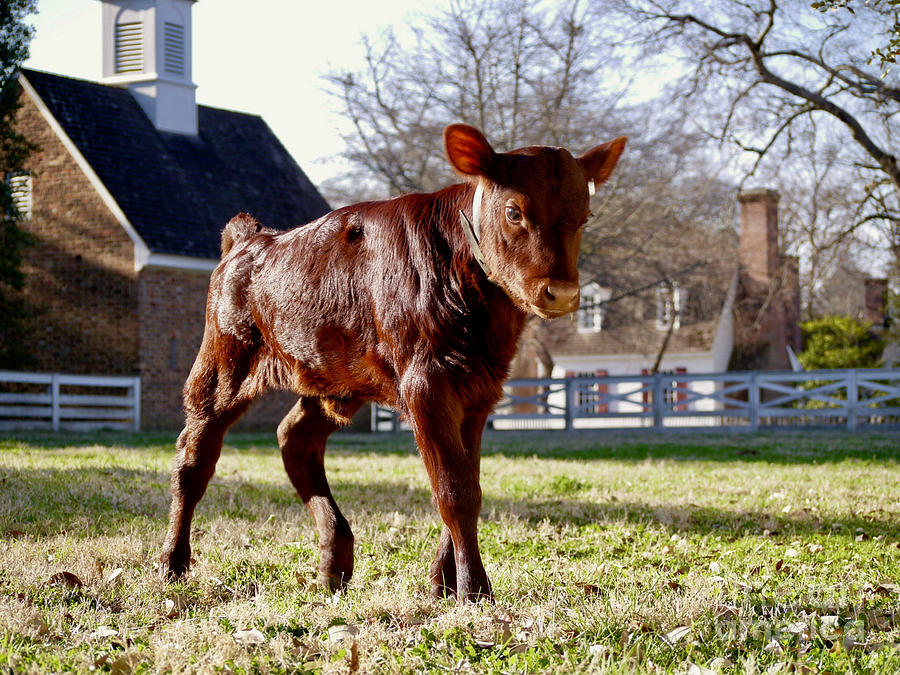 A Newborn Calf Photograph by Rachel Morrison