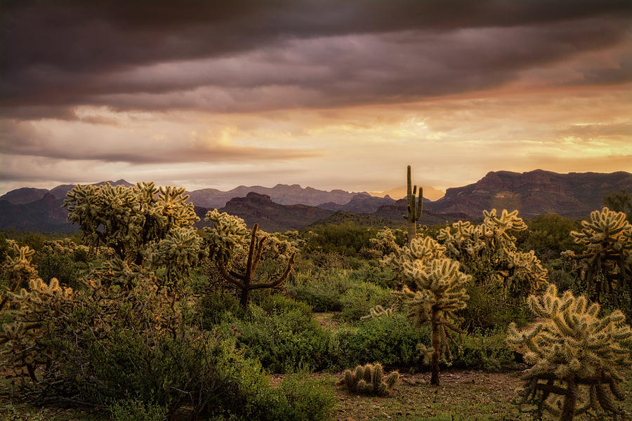 A Spring Dawn in the Desert  Photograph by Saija Lehtonen