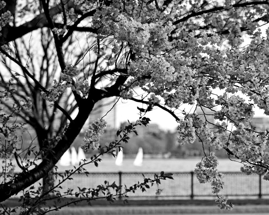 A spring day on the Charles River Black and White Photograph by Toby McGuire