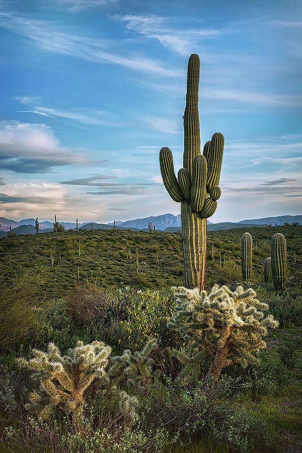A Spring Evening in the Sonoran  Photograph by Saija Lehtonen