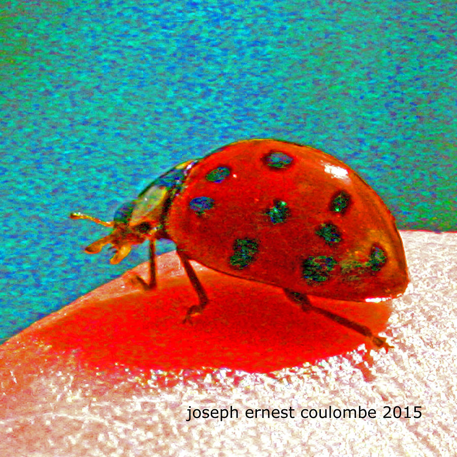 Insects Digital Art - A Spring Lady Bug by Joseph Coulombe