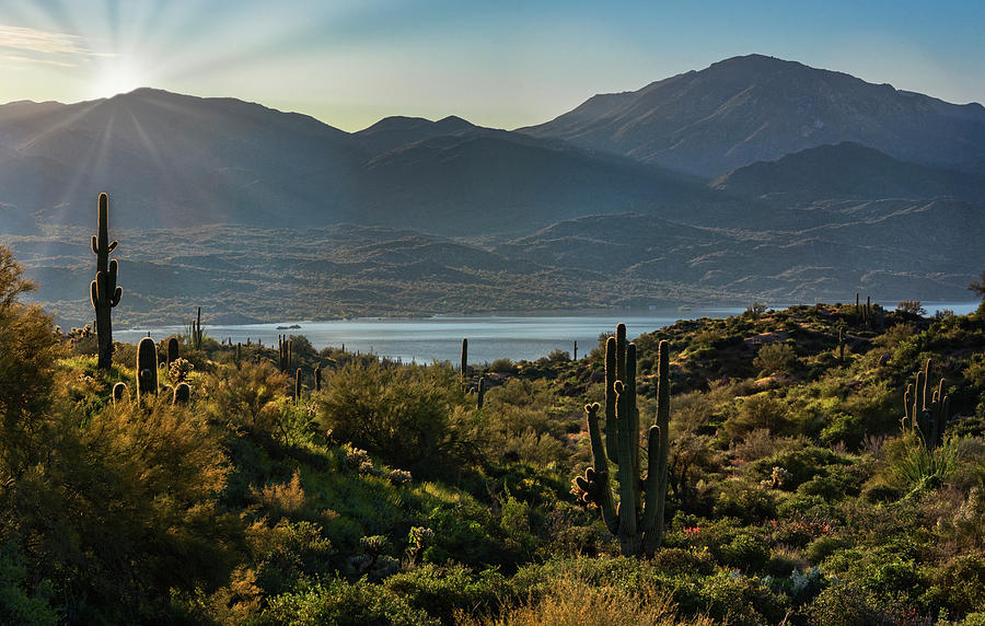 A Spring Morning in the Sonoran  Photograph by Saija Lehtonen