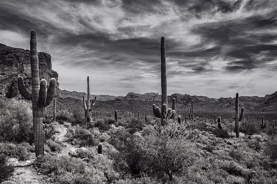 A Morning Hike in the Superstition in Black and White  Photograph by Saija Lehtonen