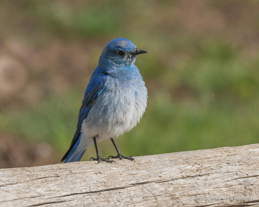 A Spring Morning With Bluebirds Photograph by Yeates Photography