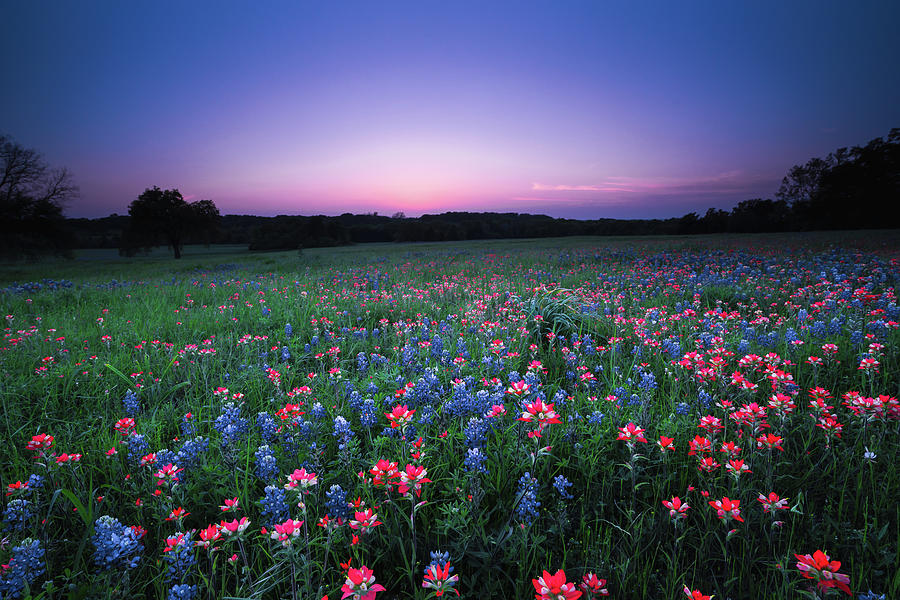 Sunset Photograph - A Spring Nights Wildflower Dream - Texas by Ellie Teramoto