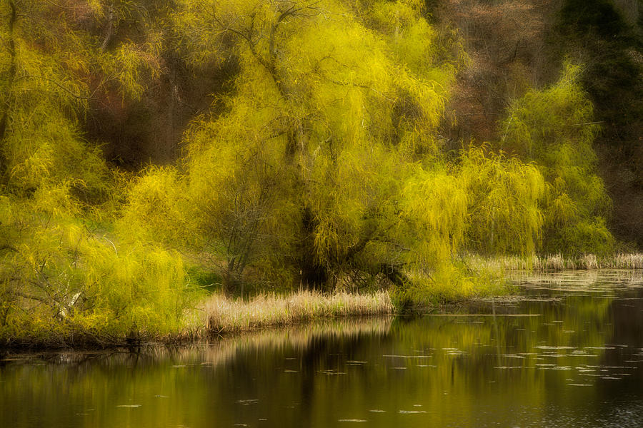 A Spring Pond Dream Photograph by Irwin Barrett