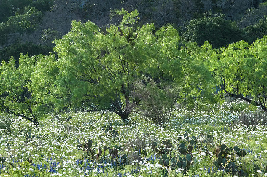 A spring scene in Texas. Photograph by Usha Peddamatham