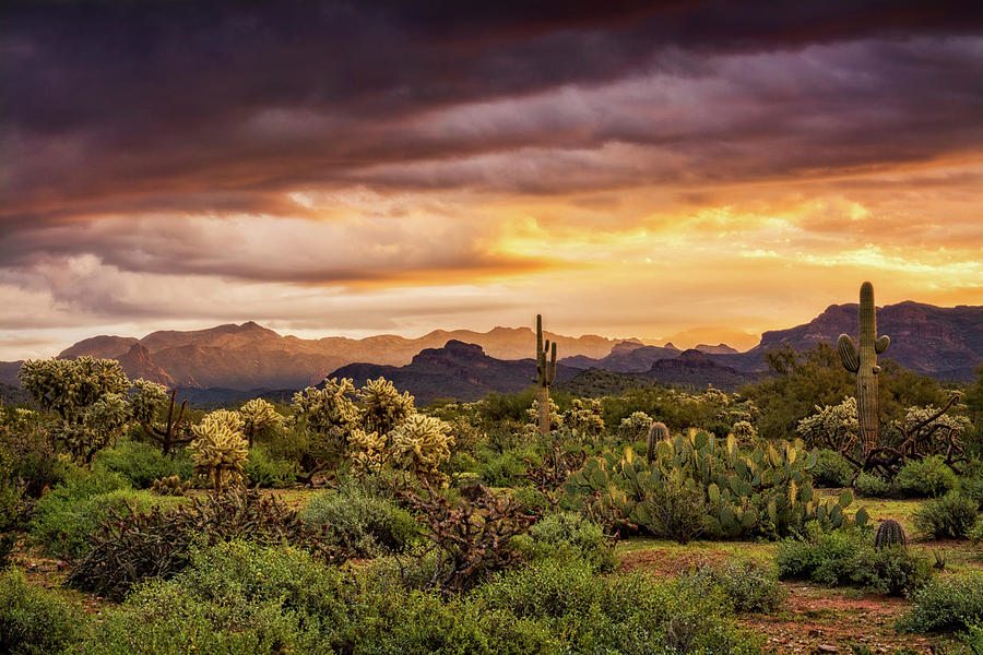 A Spring Sunrise in the Sonoran  Photograph by Saija Lehtonen