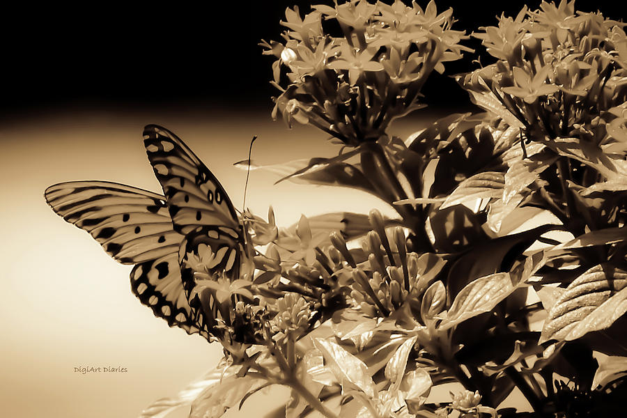 Butterfly Photograph - A Springtime Ago by DigiArt Diaries by Vicky B Fuller