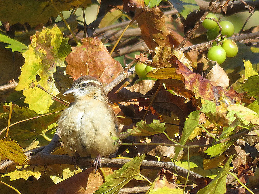 A Squatty Sparrow Sunbathes Amongst The Autumn Grape Vines Photograph