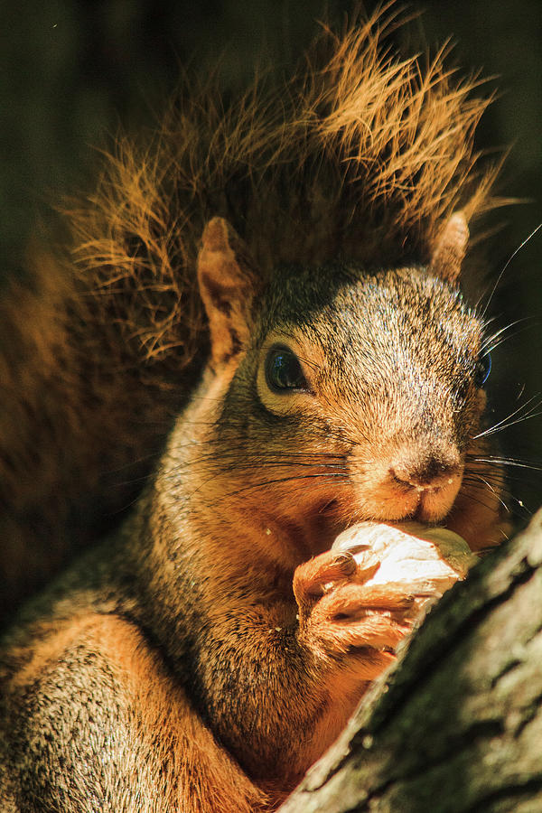 A Squirrel and his Nut Photograph by Joni Eskridge