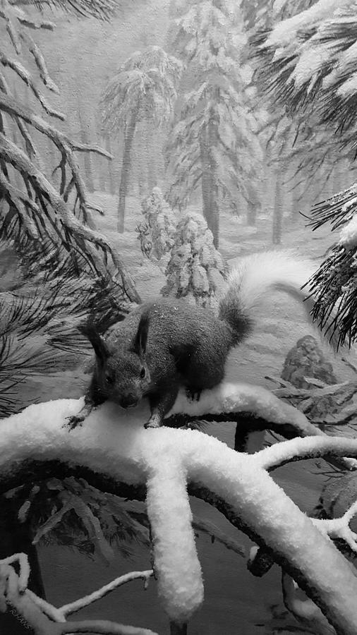 A Squirrel In His Natural Habitat Photograph by Rob Hans