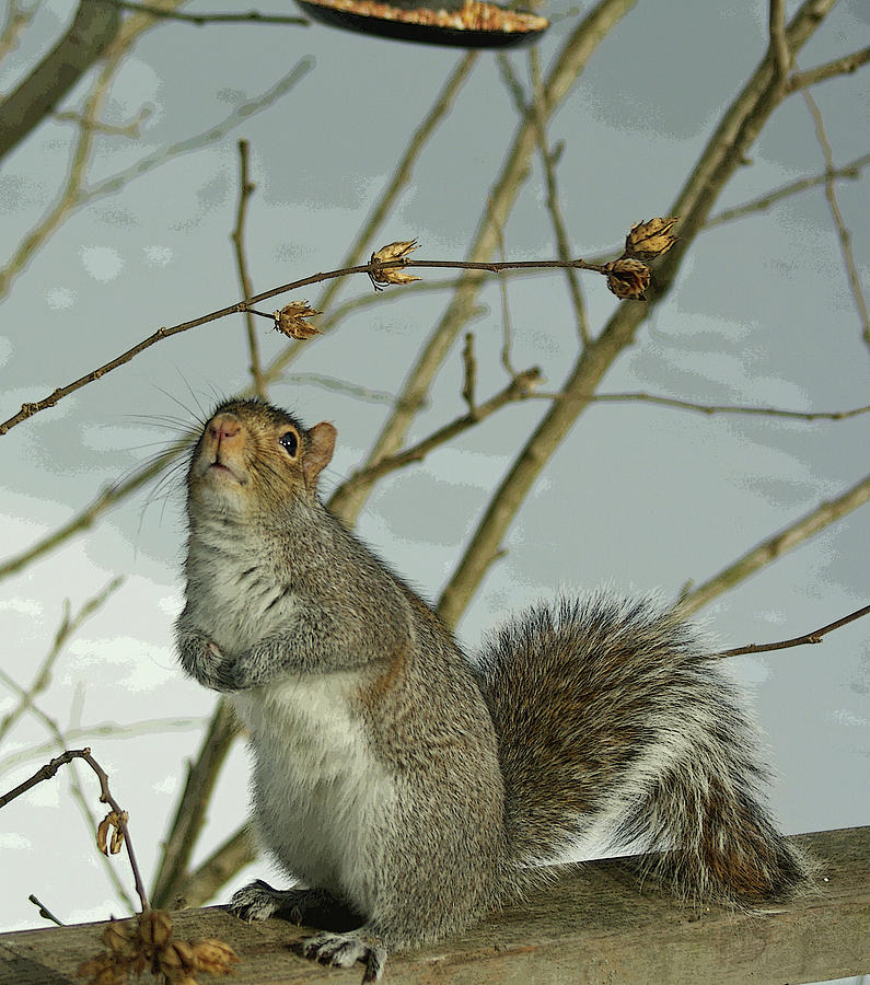A Squirrels Dilema - Poster Photograph by Margie Avellino