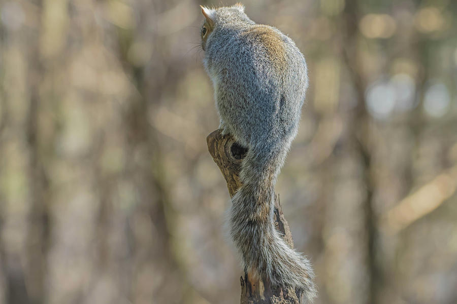 A Squirrels World Photograph by Bruce Pritchett