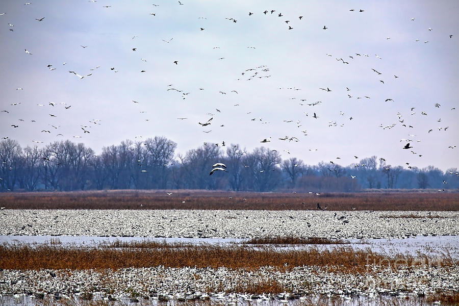 A Staging of Snow Geese Photograph by Elizabeth Winter