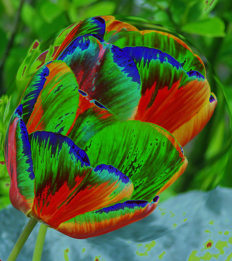 Flower Photograph - A Stained Tullip   by Jeff Swan