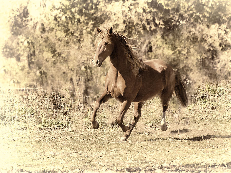 A Stallion Runs Photograph by Peggy Blackwell