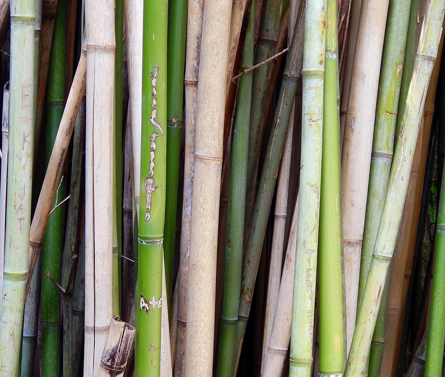 A Stand of Bamboo Photograph by Terry Cobb - Fine Art America