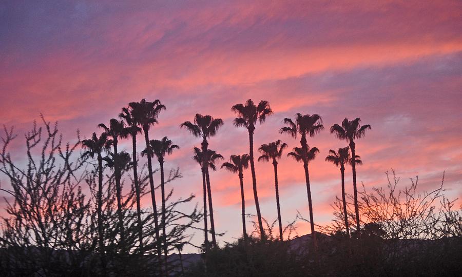 A Stand Of Palm Trees Against A Pink And Blue Sky Photograph by Jay Milo