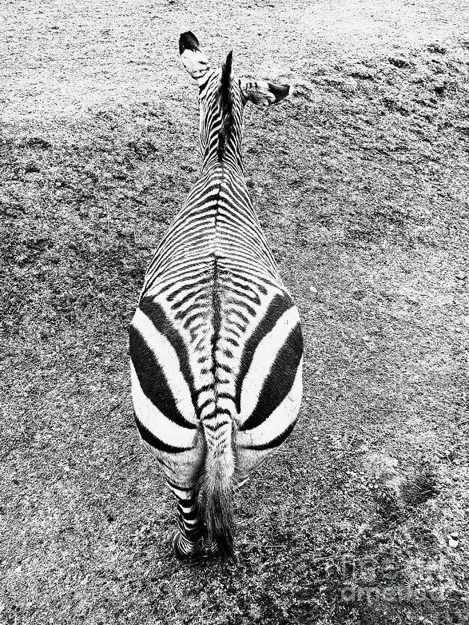 A standing zebra Photograph by Tom Gowanlock