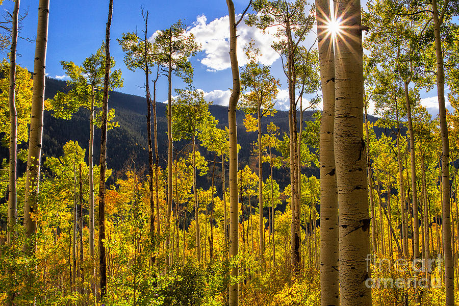 Aspen Leaves Photograph - A Star in the Grove by Jim Garrison