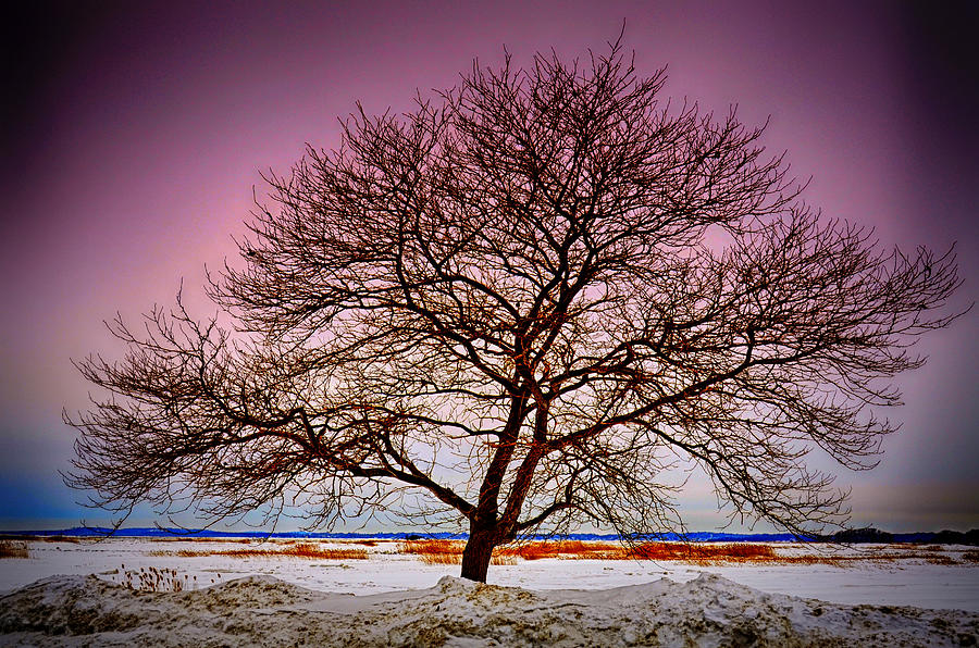 A Stark Winter Photograph by Tricia Marchlik