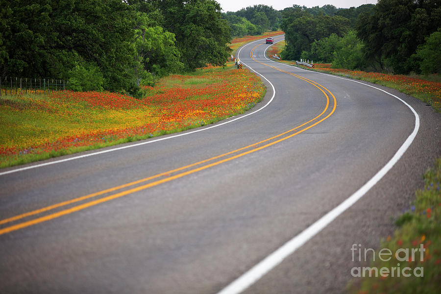 Nature Photograph - A state highway directs this stunning field color explosion of y by Dan Herron