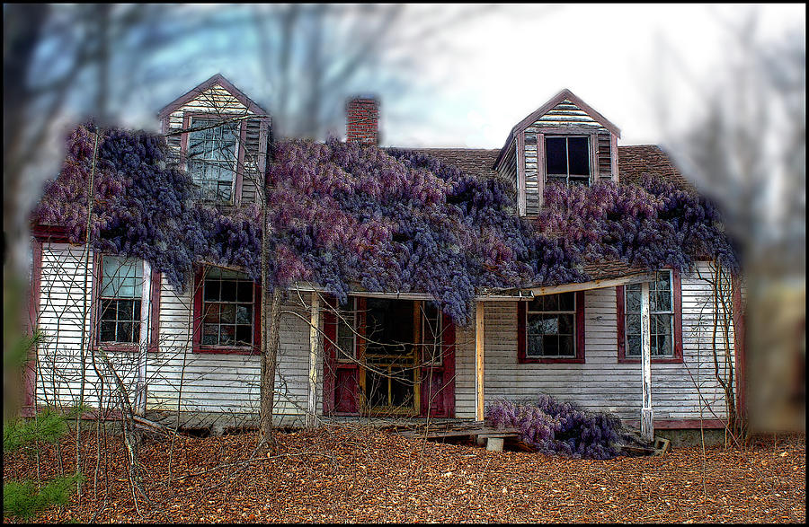 A State of Wisteria Photograph by Wayne King