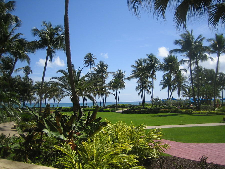 A Stay in RioGrande Resort,Puerto Rico Photograph by Christina S - Fine ...