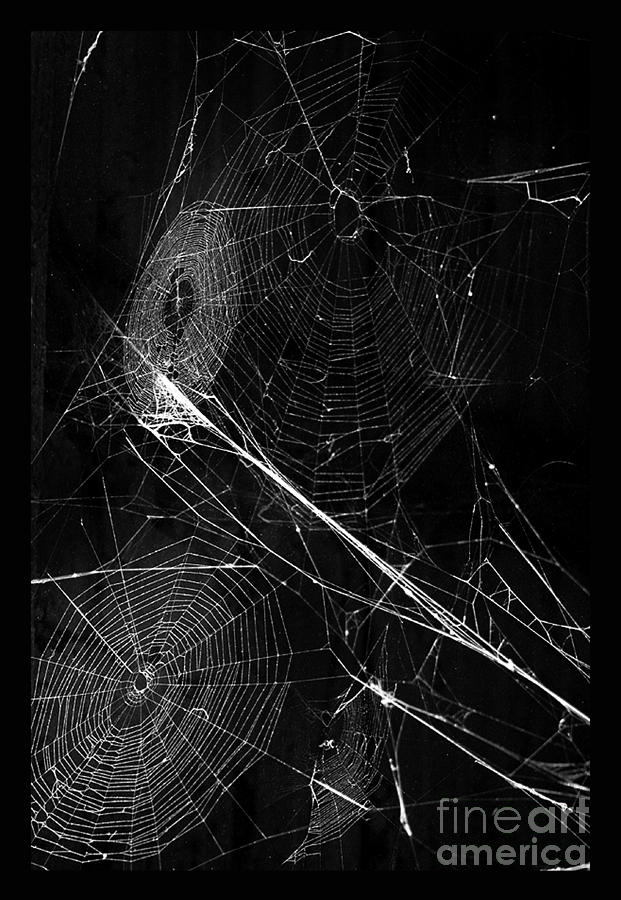 Spider Photograph - A sticky trap by Lynn Jackson