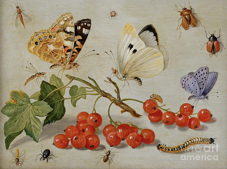 A still life with sprig of Redcurrants, butterflies, beetles, caterpillar and insects Painting by Jan Van Kessel
