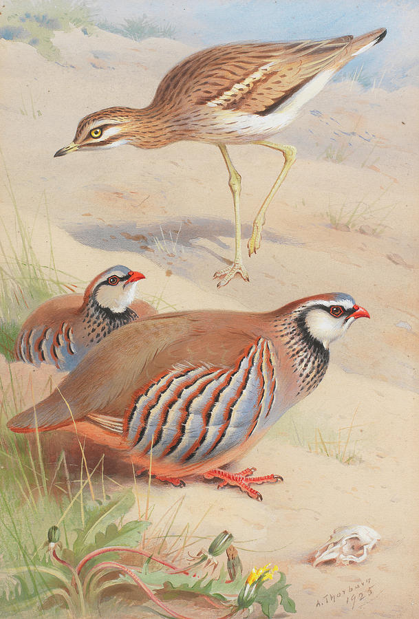 Archibald Thorburn Painting - A Stone Curlew and a pair of French Partridge by Archibald Thorburn