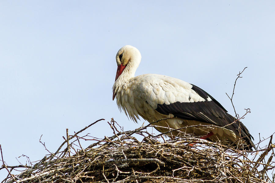 A stork on its nest Photograph by Paul MAURICE
