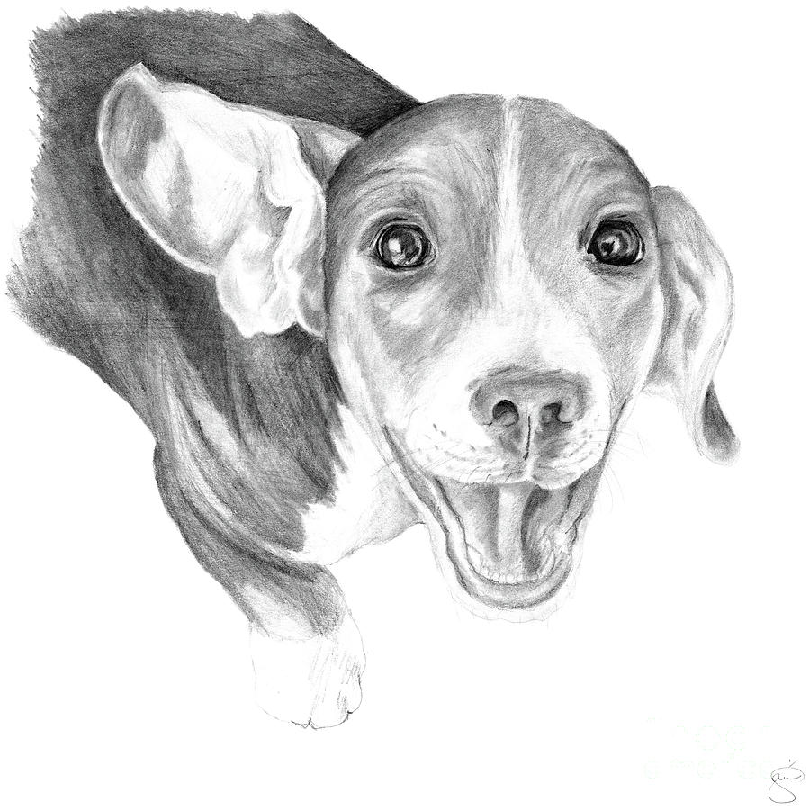 Beagle Drawing - A Story to Tell by Creative Solutions RipdNTorn