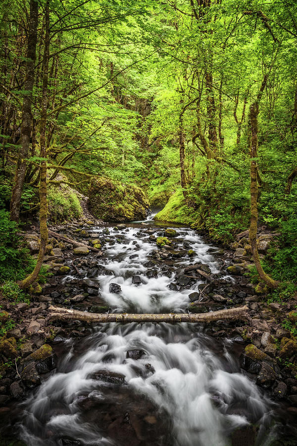 A Stream In Oregon Photograph by Wes and Dotty Weber