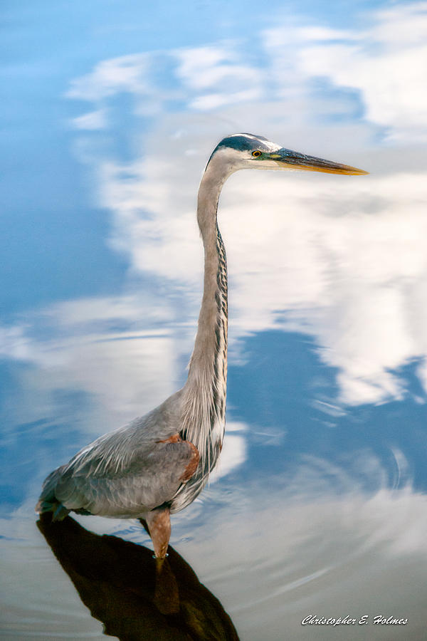 Heron Photograph - A Stroll Among the Clouds by Christopher Holmes