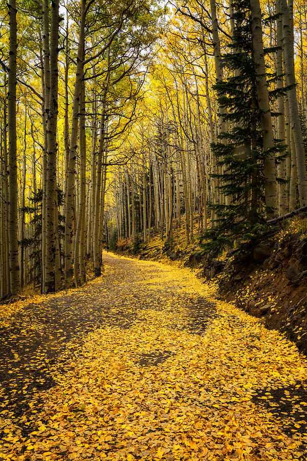 Fall Photograph - A Stroll Among the Golden Aspens  by Saija Lehtonen