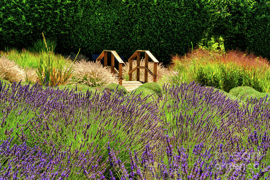  A Stroll in the Lavender Photograph by Weir Here And There
