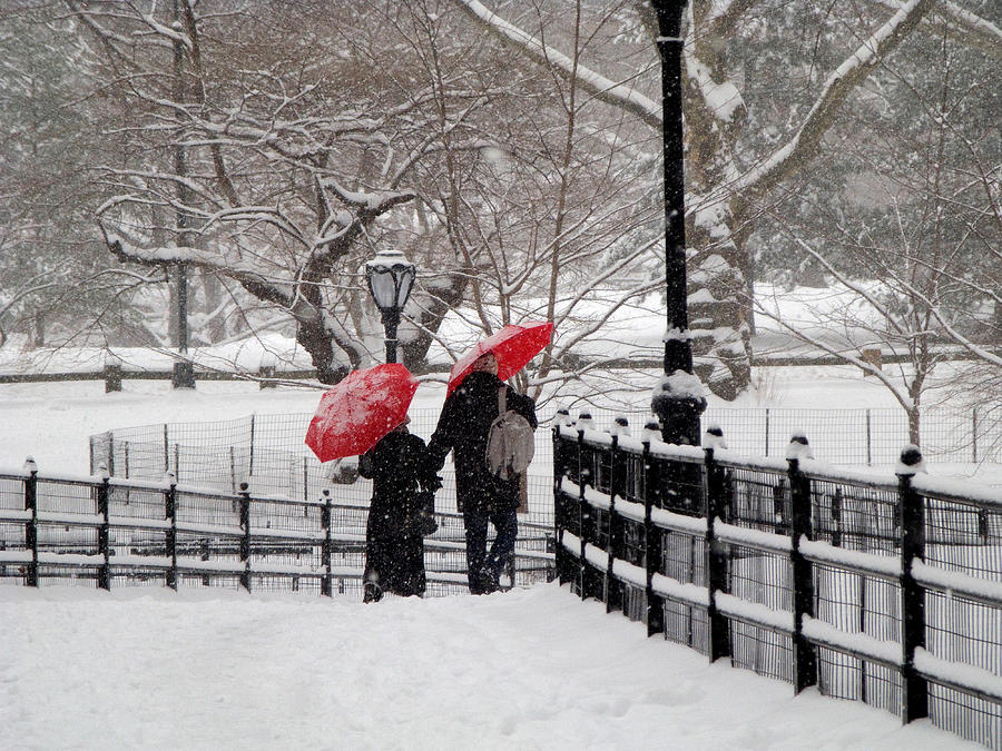 Central Park Photograph - Winter under Red Umbrellas by Cornelis Verwaal