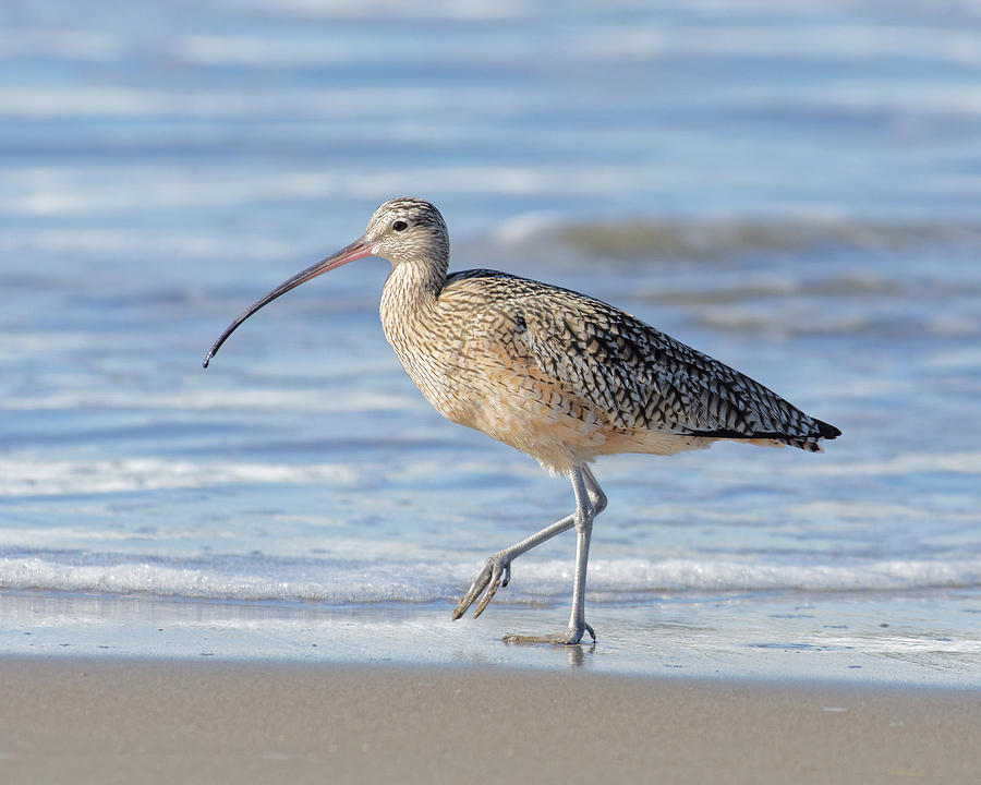 A Stroll on the Beach -- Long-Billed Curlew at Morro Strand State Beach, Morro Bay, California Photograph by Darin Volpe