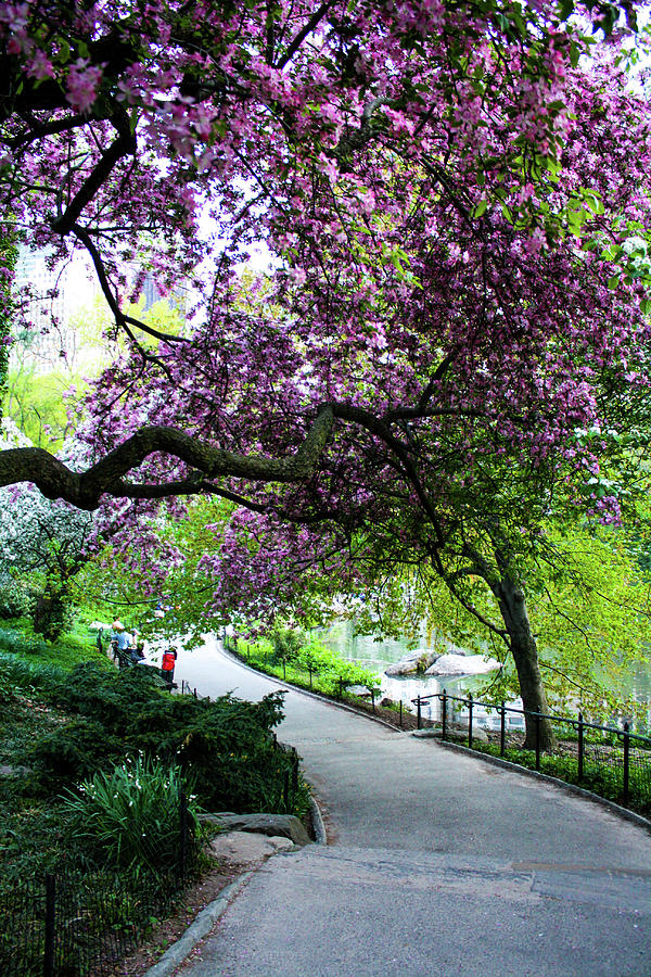 A Stroll Through Central Park in the Spring Photograph by Dedra Decker ...