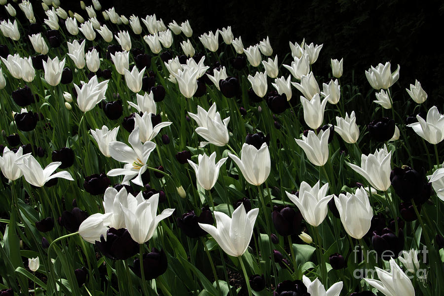 A Study in Black and White Tulips Photograph by Victoria Harrington